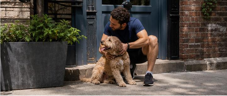 Signs Your City Dog Is Too Hot on a Walk
